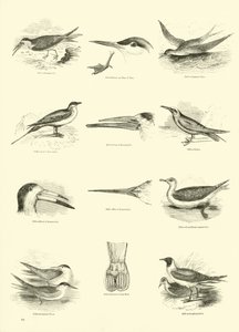 Seite aus dem Bildmuseum der belebten Natur von English School