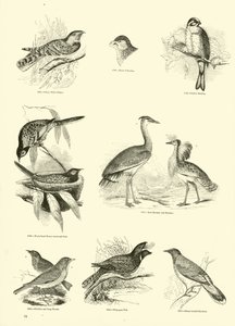 Seite aus dem Bildmuseum der belebten Natur von English School