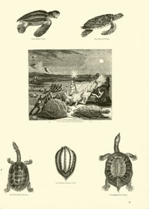 Seite aus dem Bildmuseum der belebten Natur