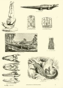 Seite aus dem Bildmuseum der belebten Natur von English School