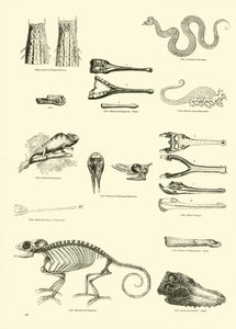 Seite aus dem Bildmuseum der belebten Natur von English School