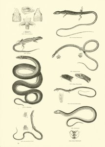 Seite aus dem Bildmuseum der belebten Natur von English School