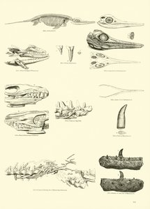 Seite aus dem Bildmuseum der belebten Natur von English School
