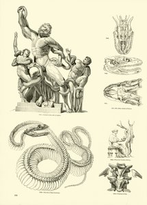 Seite aus dem Bildmuseum der belebten Natur von English School