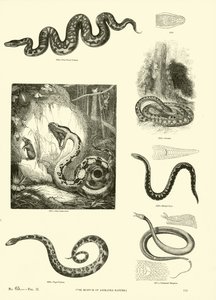 Seite aus dem Bildmuseum der belebten Natur von English School