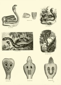 Seite aus dem Bildmuseum der belebten Natur von English School