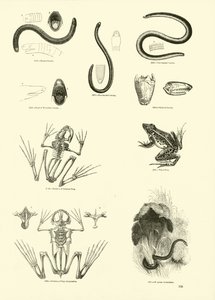 Seite aus dem Bildmuseum der belebten Natur von English School