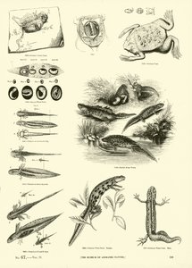 Seite aus dem Bildmuseum der belebten Natur von English School