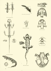 Seite aus dem Bildmuseum der belebten Natur von English School