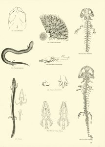 Seite aus dem Bildmuseum der belebten Natur von English School