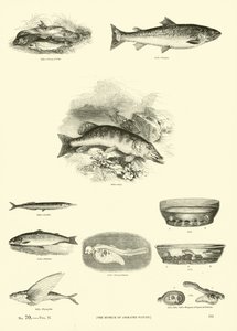 Seite aus dem Bildmuseum der belebten Natur von English School