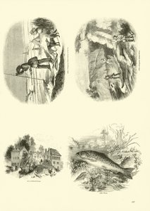 Seite aus dem Bildmuseum der belebten Natur von English School