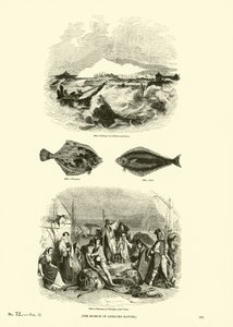 Seite aus dem Bildmuseum der belebten Natur von English School