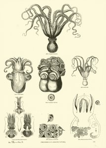 Seite aus dem Bildmuseum der belebten Natur von English School