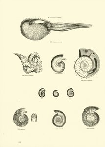 Seite aus dem Bildmuseum der belebten Natur von English School