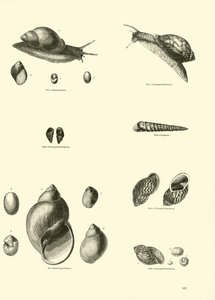 Seite aus dem Bildmuseum der belebten Natur