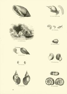 Seite aus dem Bildmuseum der belebten Natur von English School