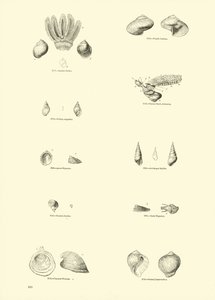 Seite aus dem Bildmuseum der belebten Natur