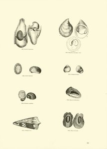 Seite aus dem Bildmuseum der belebten Natur von English School