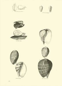 Seite aus dem Bildmuseum der belebten Natur von English School