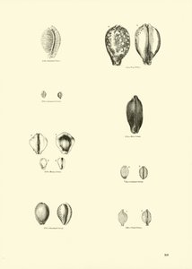 Seite aus dem Bildmuseum der belebten Natur von English School
