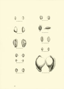 Seite aus dem Bildmuseum der belebten Natur