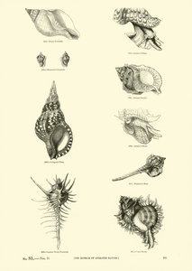 Seite aus dem Bildmuseum der belebten Natur