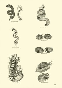 Seite aus dem Bildmuseum der belebten Natur von English School