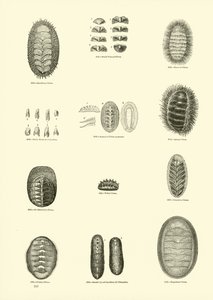 Seite aus dem Bildmuseum der belebten Natur von English School