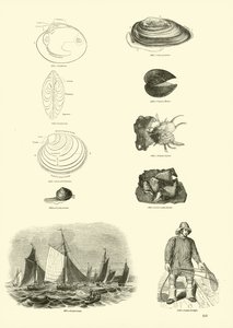 Seite aus dem Bildmuseum der belebten Natur