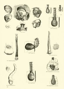 Seite aus dem Bildmuseum der belebten Natur von English School