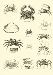 Seite aus dem Bildmuseum der belebten Natur von English School