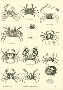 Seite aus dem Bildmuseum der belebten Natur von English School