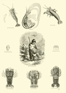 Seite aus dem Bildmuseum der belebten Natur
