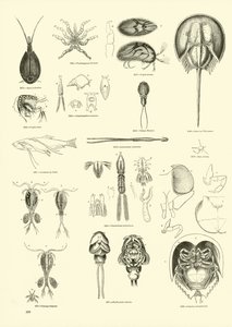 Seite aus dem Bildmuseum der belebten Natur