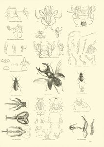 Seite aus dem Bildmuseum der belebten Natur