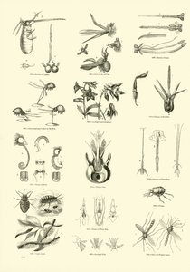 Seite aus dem Bildmuseum der belebten Natur
