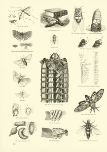 Seite aus dem Bildmuseum der belebten Natur von English School