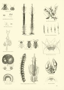 Seite aus dem Bildmuseum der belebten Natur von English School