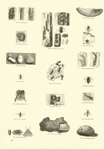 Seite aus dem Bildmuseum der belebten Natur von English School