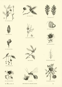 Seite aus dem Bildmuseum der belebten Natur von English School