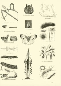 Seite aus dem Bildmuseum der belebten Natur von English School