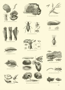Seite aus dem Bildmuseum der belebten Natur von English School