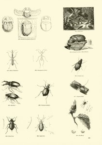Seite aus dem Bildmuseum der belebten Natur von English School