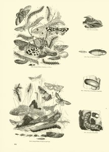 Seite aus dem Bildmuseum der belebten Natur von English School