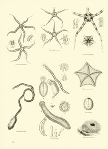 Seite aus dem Bildmuseum der belebten Natur von English School