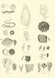 Seite aus dem Bildmuseum der belebten Natur von English School