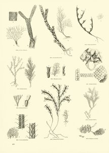 Seite aus dem Bildmuseum der belebten Natur