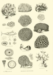 Seite aus dem Bildmuseum der belebten Natur von English School