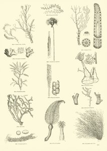 Seite aus dem Bildmuseum der belebten Natur von English School